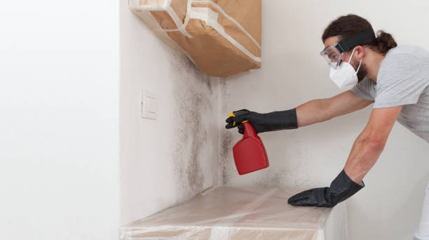 Professional Mold Cleanup technician working in Greenville, MI