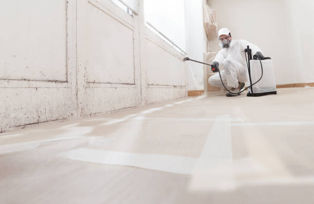 24/7 Emergency Mold Cleanup experts in Greenville, MI