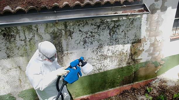 Top rated local Mold Cleanup specialists in Greenville, MI